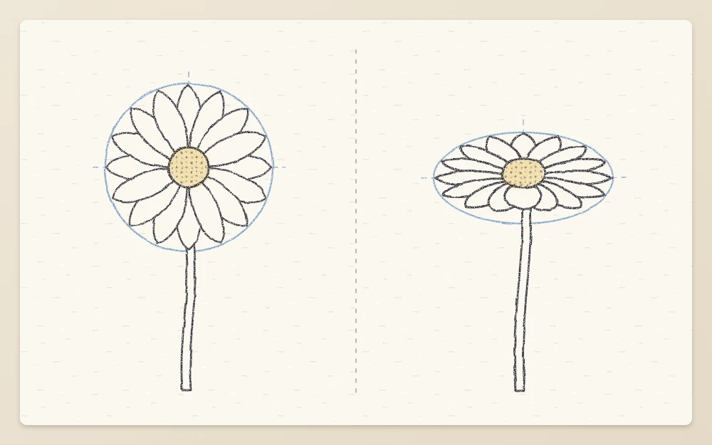 Two daisies side by side, one front view built on a circle and one tilted on an ellipse with shorter front and back petals