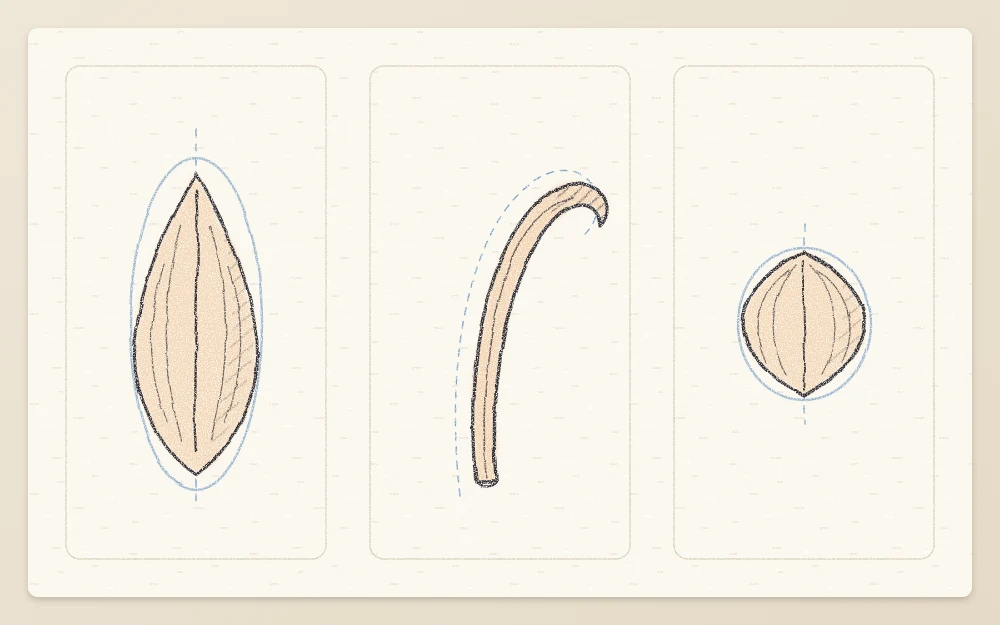 A single lily petal shown flat from the front, from the side with a backward-curving tip, and foreshortened