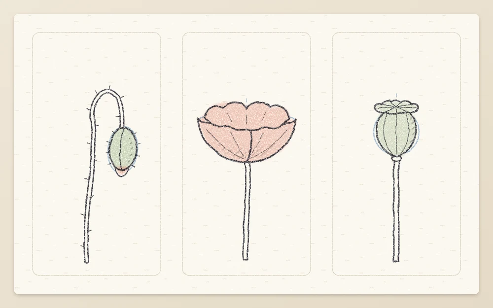 Three poppy studies: a nodding oval bud on a hooked stem, a side-view bowl, and a ribbed seed pod