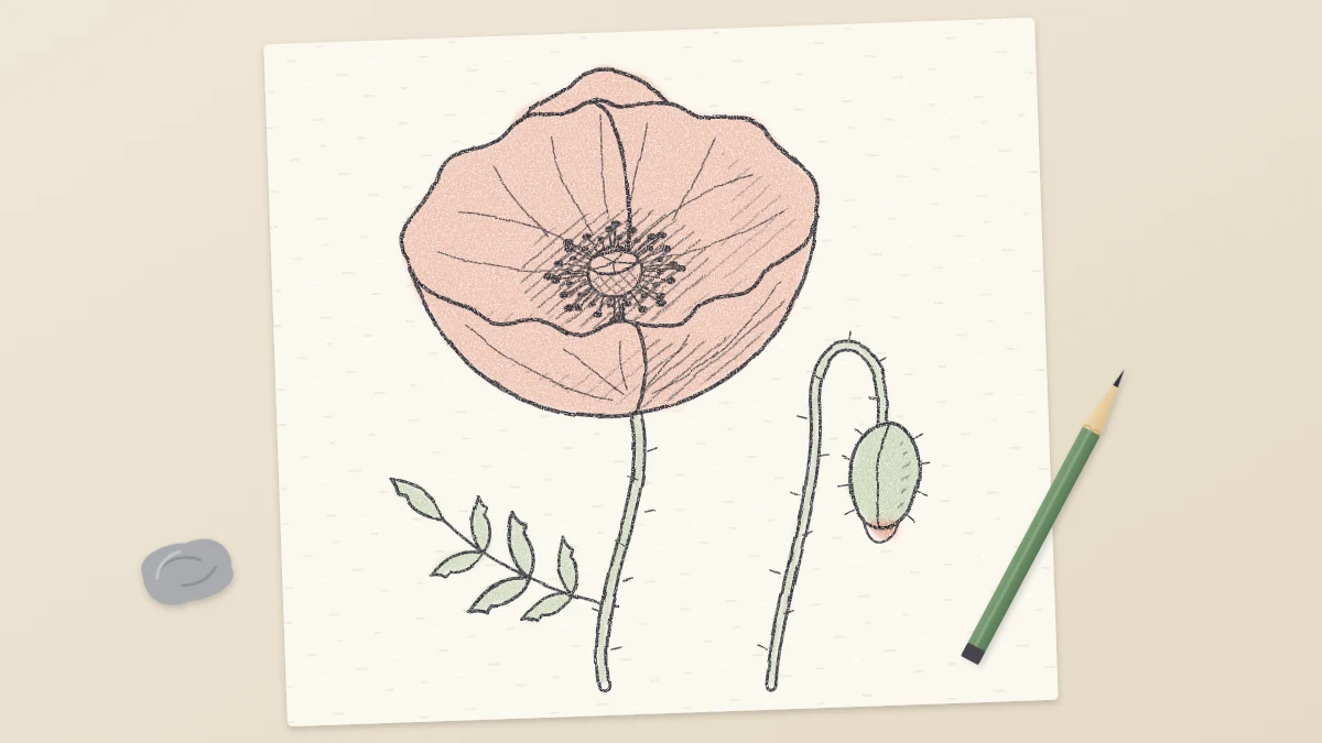 Finished pencil drawing of an open poppy with crinkled petals, a dark center and a nodding bud on a hooked stem
