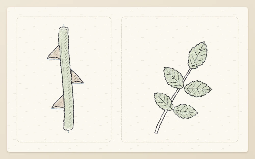 Detail study of a short rose stem with three wide-based thorns beside a rose leaf of five toothed leaflets