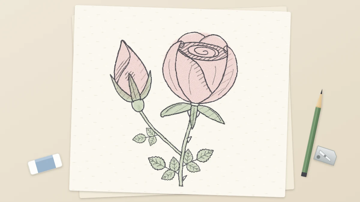 Pencil drawing of a rose stem with one tight rosebud, one half-open rose and small leaves, with a soft pink tint on the buds