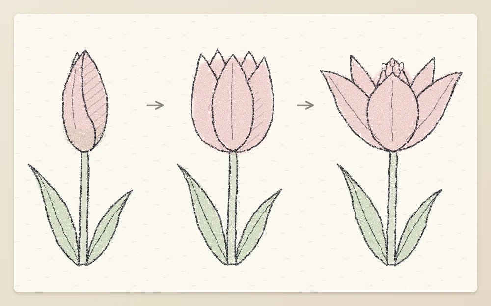 Three tulips in a row at different stages: a tight closed bud, a classic cup, and an open flower with spreading petals