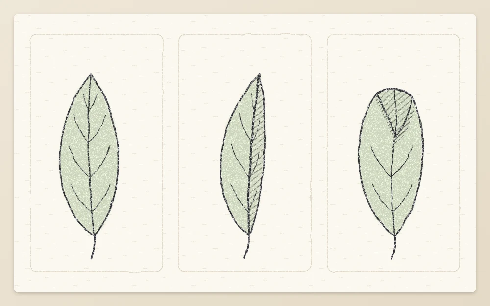 Three leaves in a row: a flat leaf from above, a leaf folded along its midrib, a leaf with a curled tip