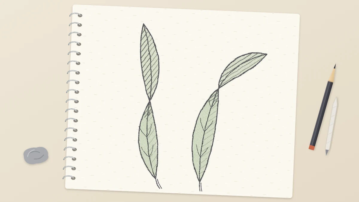 A pencil drawing of two long leaves that twist and curl, showing both the top side and the darker shaded underside
