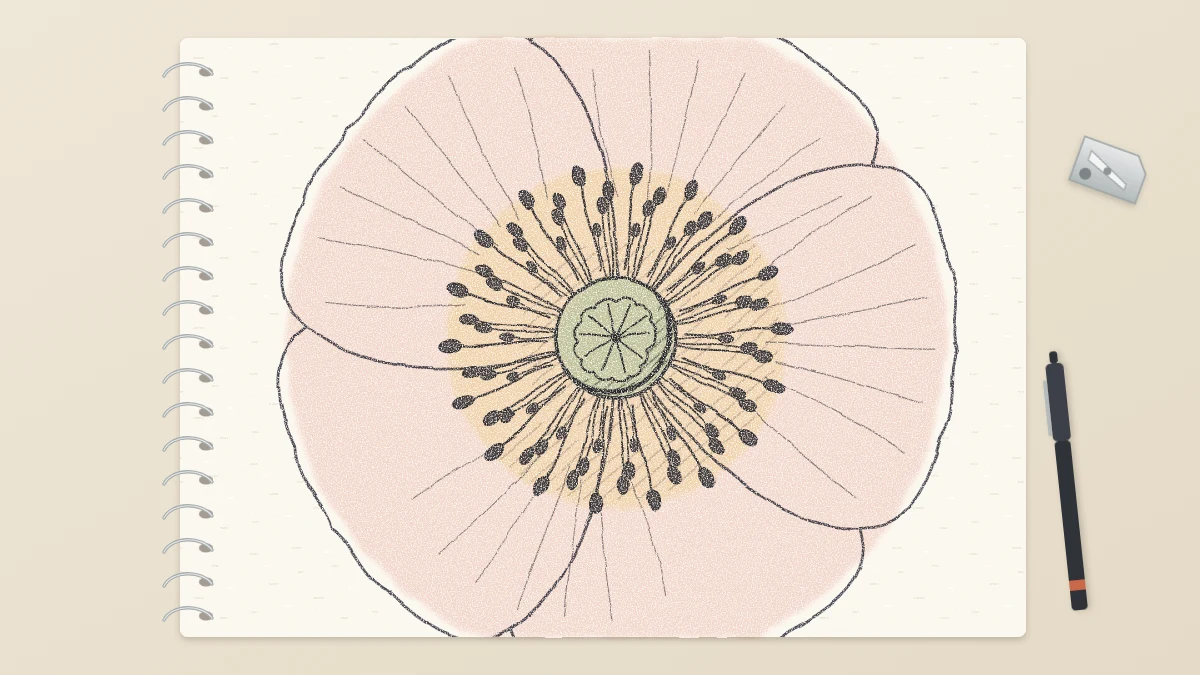 Close-up pencil drawing of a flower center with a ring of fine stamens around a round seed pod and partly shown petals