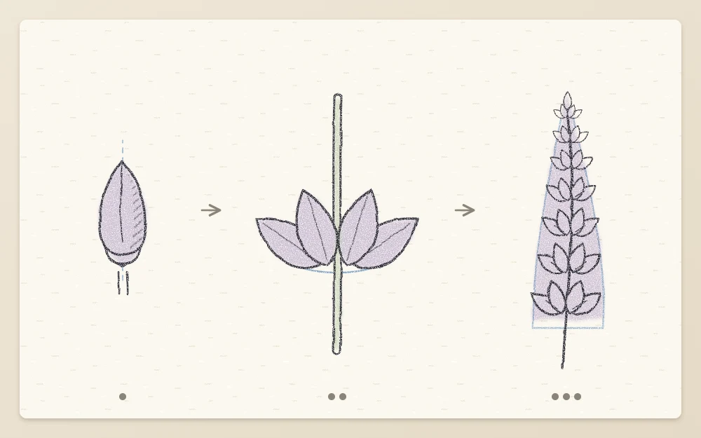 A single teardrop bud, a ring of four buds around a stem, and a full lavender spike of stacked rings