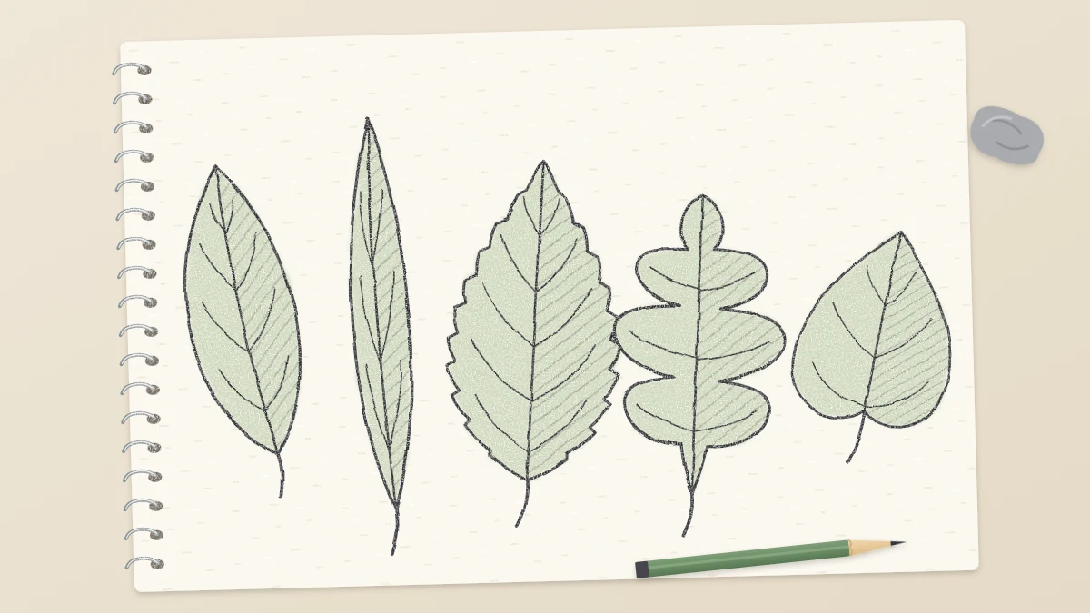 A sketchbook study page with five different pencil-drawn leaves, each with a midrib and veins and one half lightly shaded