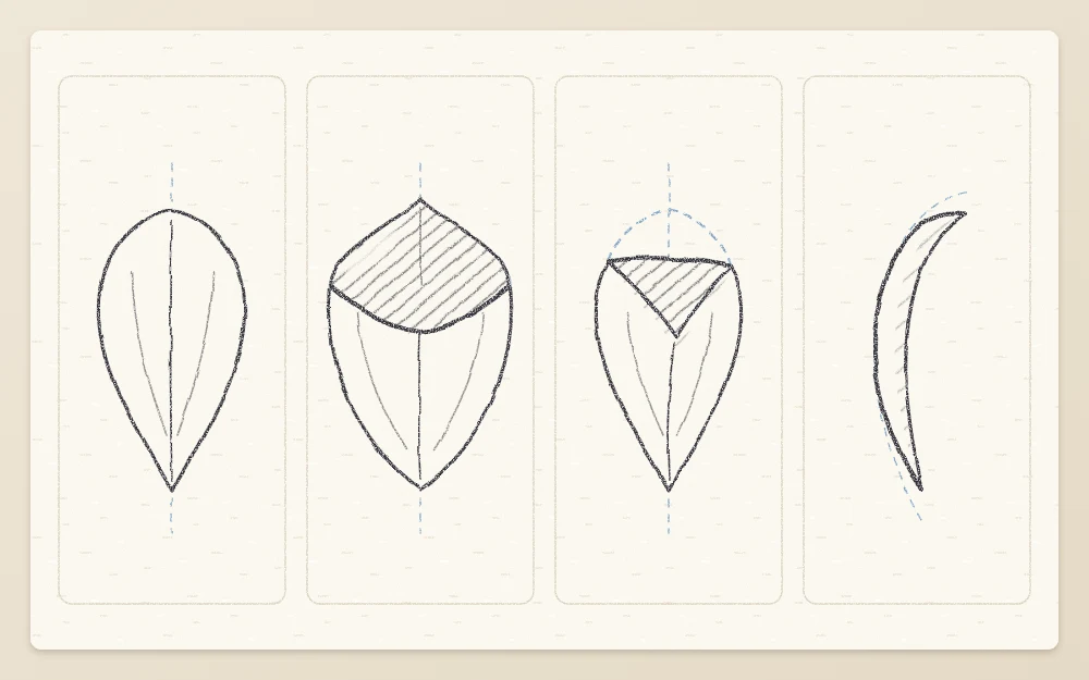 Four petals in a row: a flat teardrop with a center line, a cupped petal, a petal with a folded tip, and one seen side on