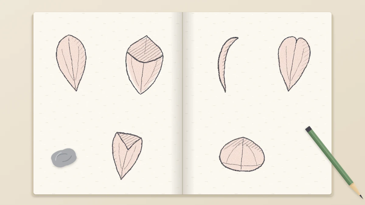 Sketchbook study page with six pencil-drawn petals in different poses, some flat, some cupped and some with curled tips, lightly shaded
