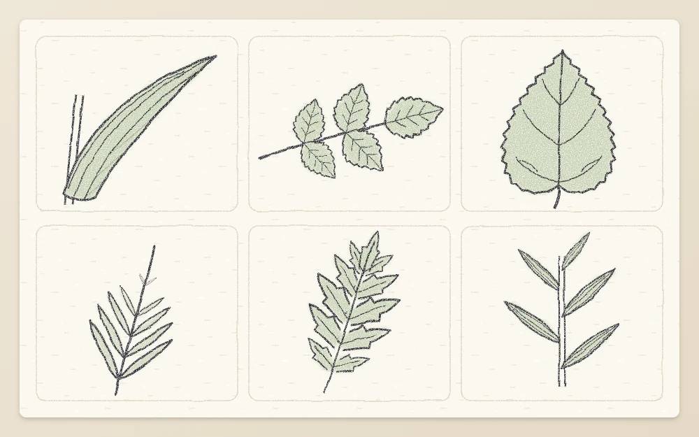 Six leaf types in tiles: strap-like tulip, rose with five toothed leaflets, heart-shaped sunflower, lavender sprig, feathery poppy, lance-shaped lily