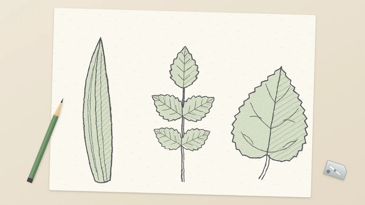 A sketchbook page with a rose leaf made of five toothed leaflets, a long tulip leaf and a heart-shaped sunflower leaf drawn in pencil